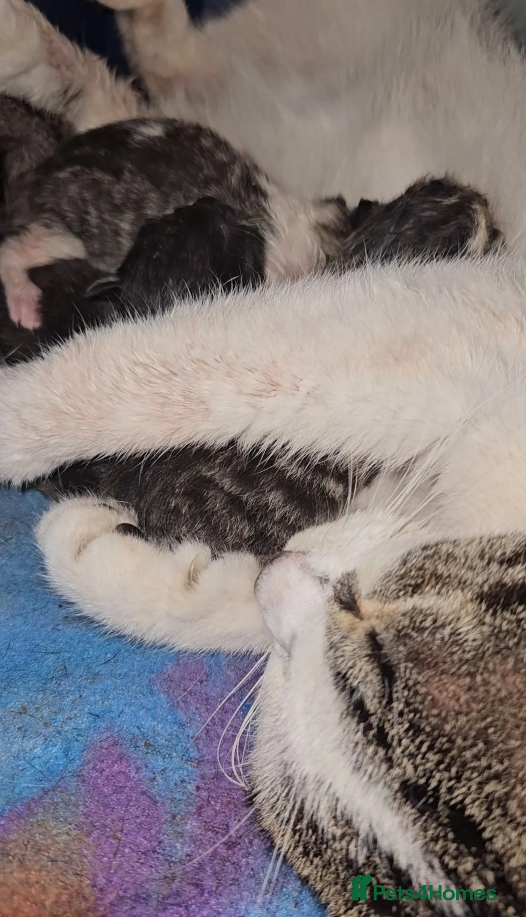 Mixed Breed cats for sale: 4 Beautiful Mix Breed Little Kittens For Sale - Advert 21