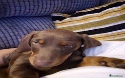 Dachshund dogs for sale: Chocolate tan male dachshund puppy - Image 13