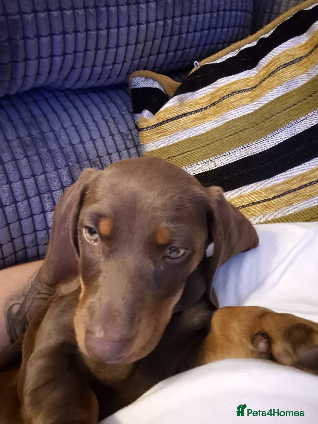 Dachshund dogs for sale: Chocolate tan male dachshund puppy - Image 13