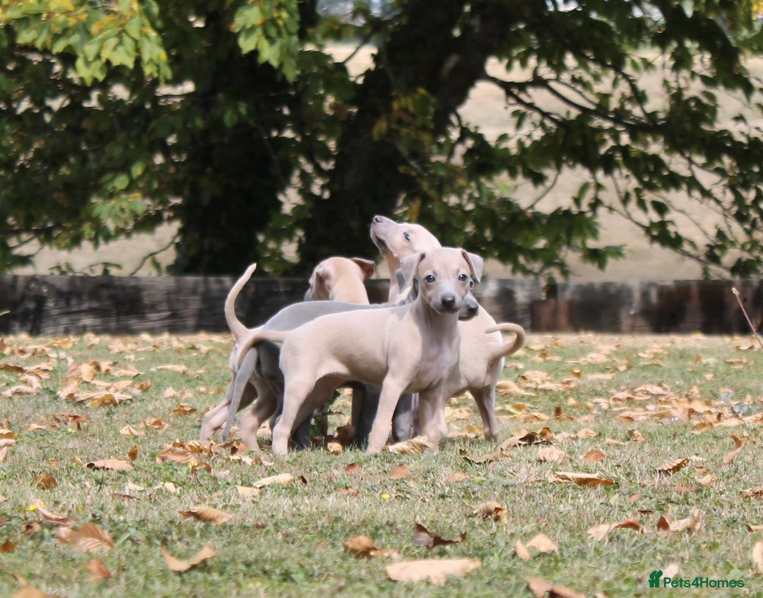 Italian Greyhound dogs for sale: Stunning 4 month old Italian Greyhound KC Reg - Image 7