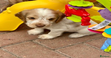 Cocker Spaniel dogs - Advert 3