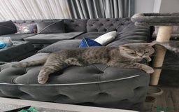 British Shorthair cats for sale: Silver british shorthair £200 - Image 3