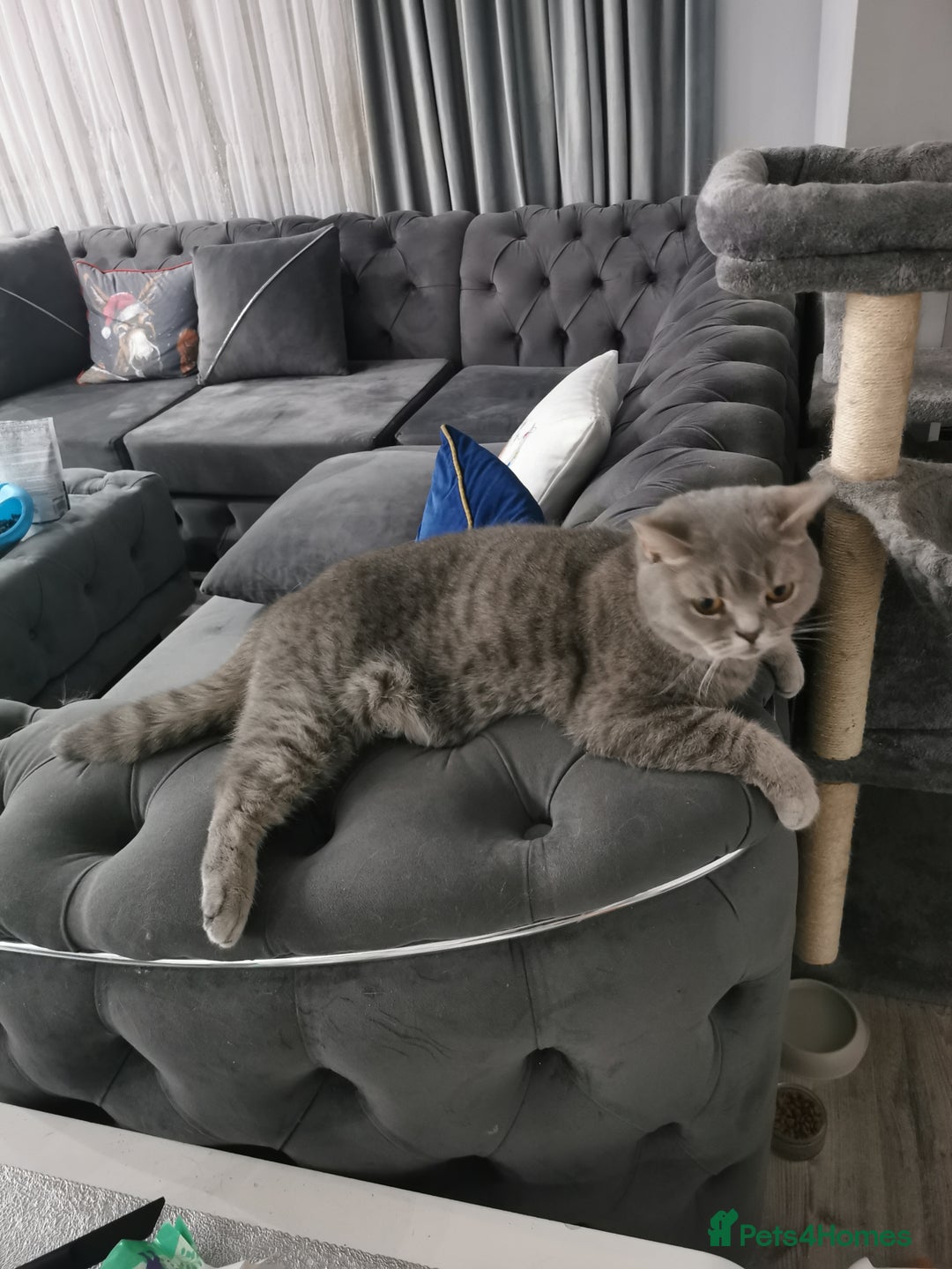 British Shorthair cats for sale: Silver british shorthair £200 - Image 3