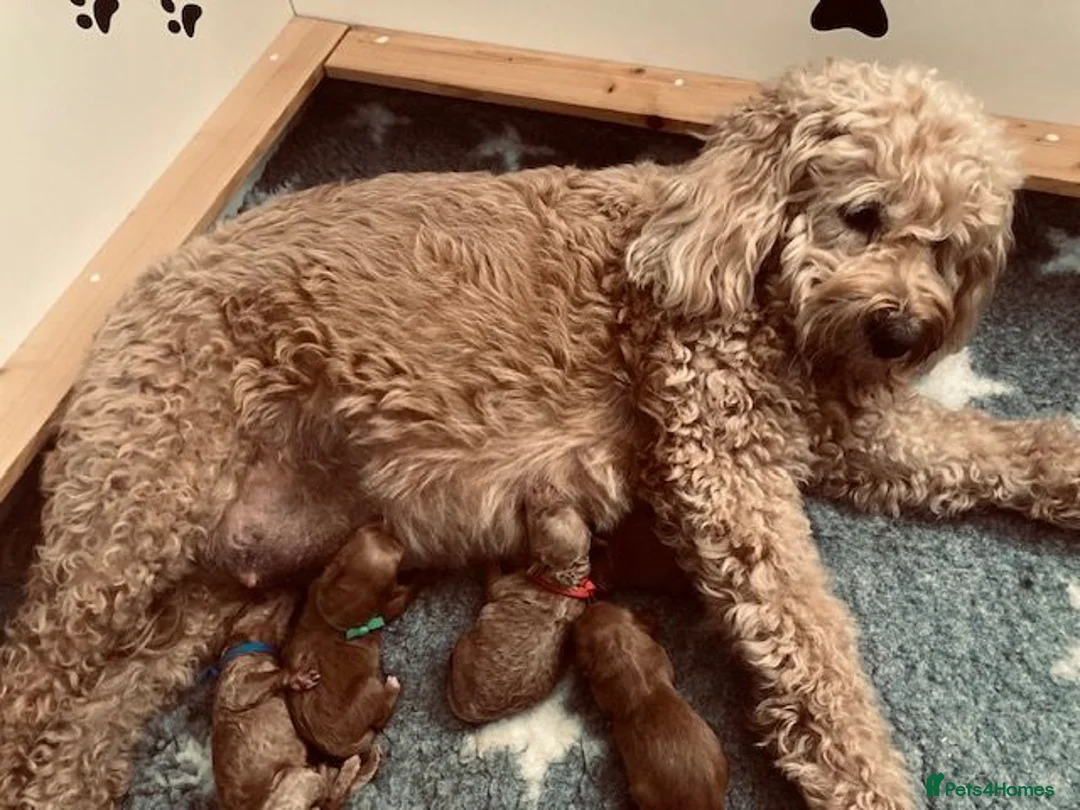 Mini Goldendoodle dogs for sale: Stunning F1b Miniature Goldendoodles - Advert 1
