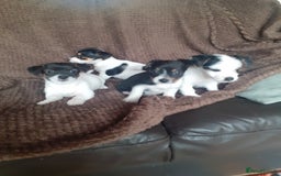 Jack Russell dogs for sale: Jack Russell pups  - Advert 9