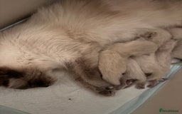 Ragdoll cats for sale: Ragdoll fluff balls for sale - Image 3