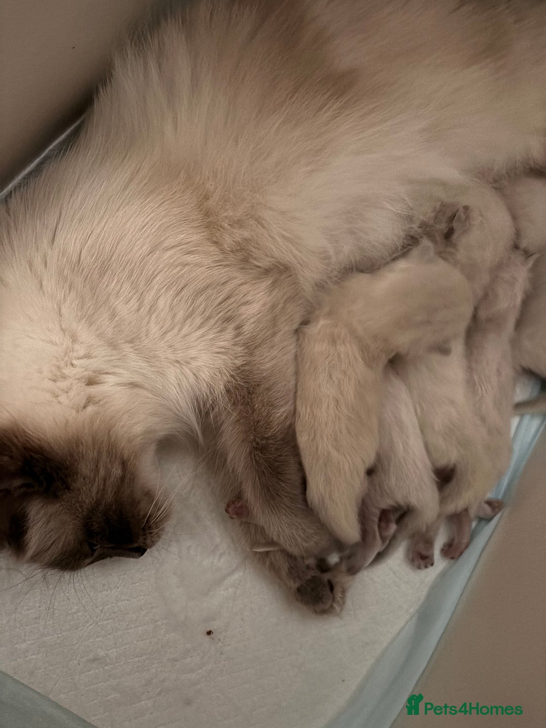 Ragdoll cats for sale: Ragdoll fluff balls for sale - Image 3