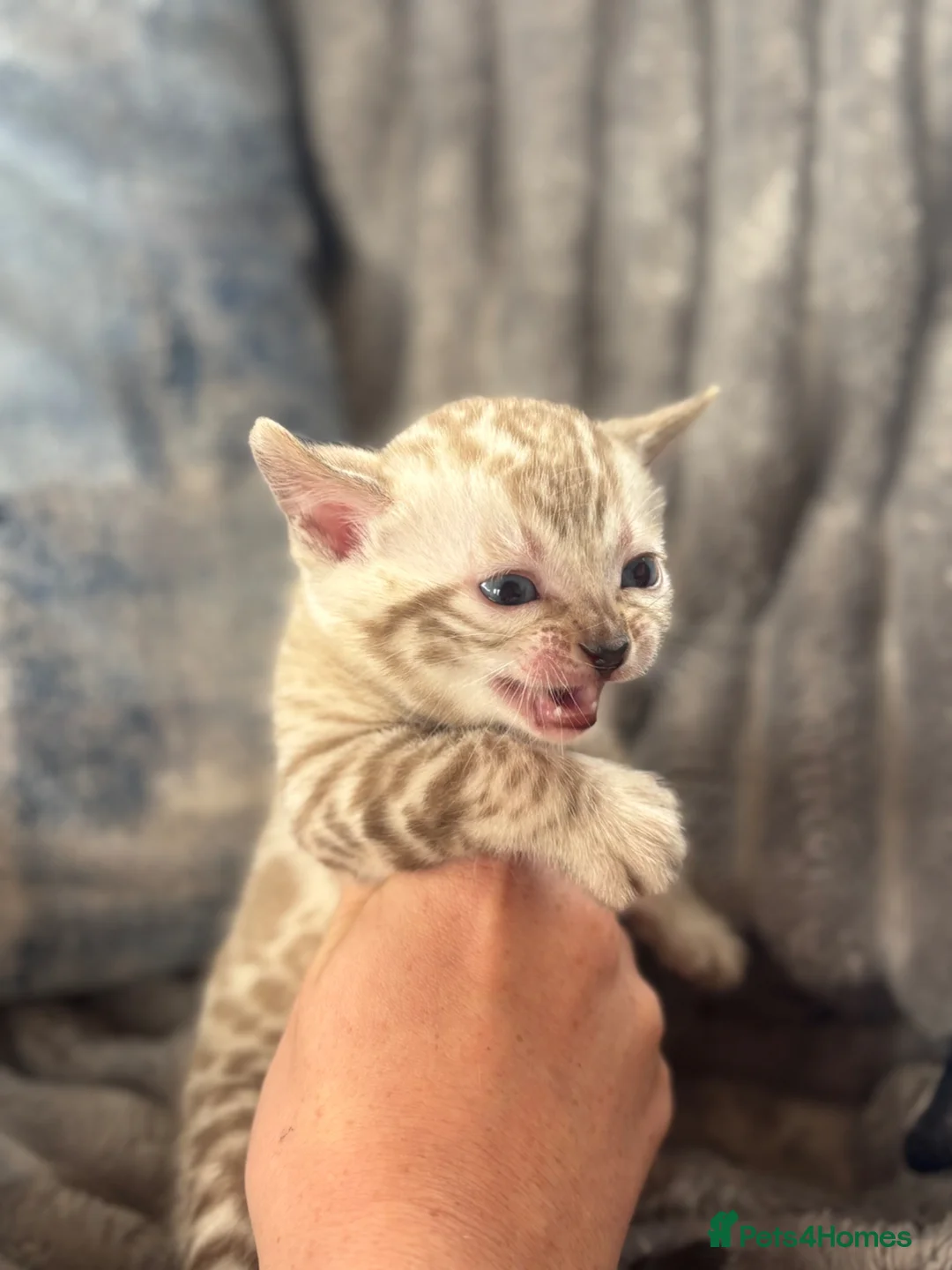 Bengal cats for sale: True to type bengal kittens - Advert 1