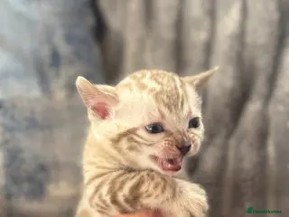 Bengal cats True to type bengal kittens - Advert 7