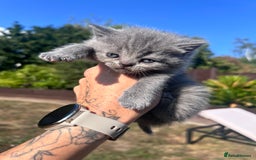 British Shorthair cats for sale: British Shorthair  - Image 12