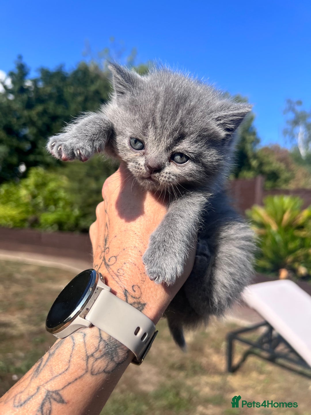 British Shorthair cats for sale: British Shorthair  - Image 12