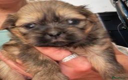 Shih Tzu dogs for sale: Shih tzu  - Image 20