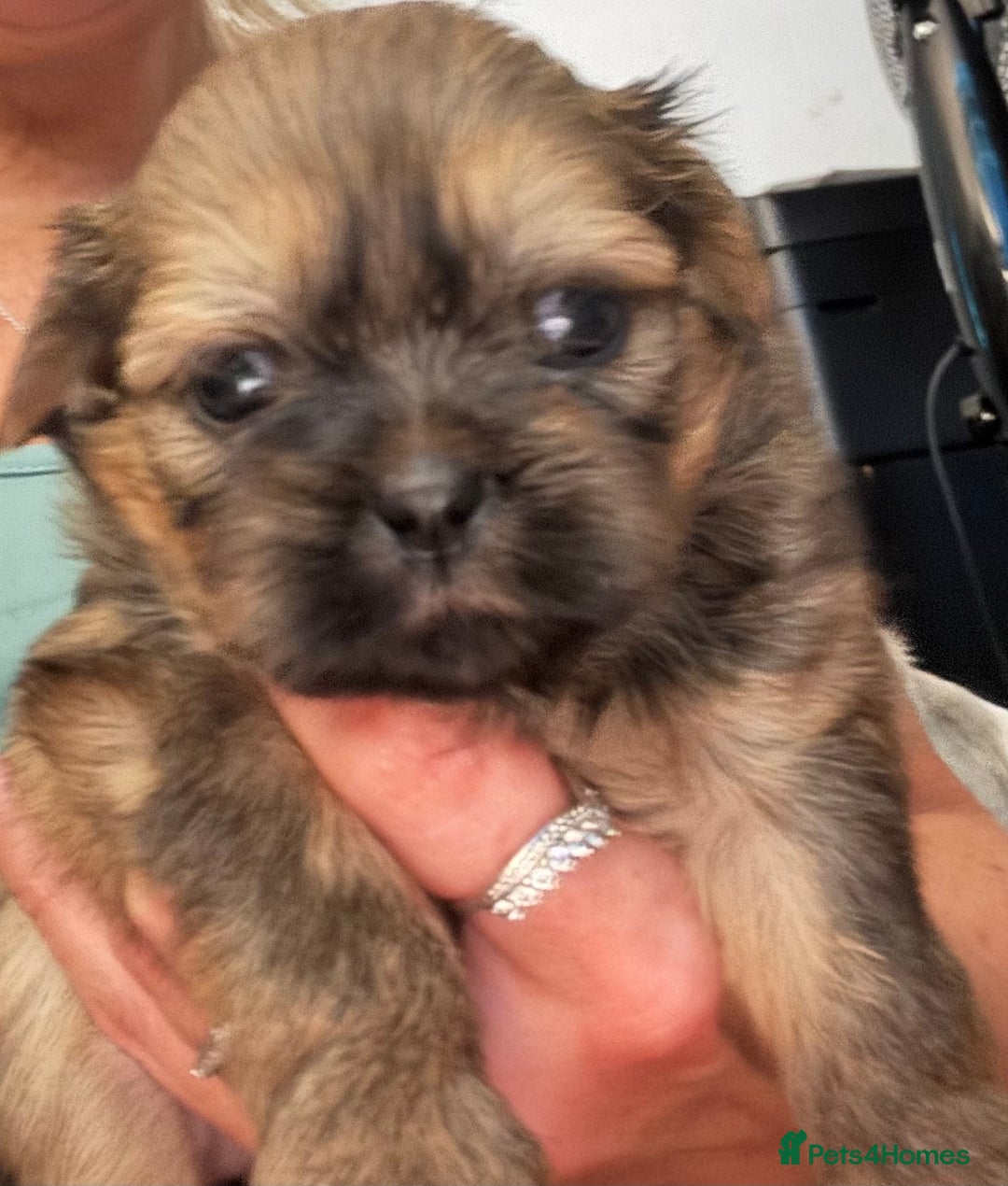 Shih Tzu dogs for sale: Shih tzu  - Image 20
