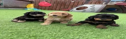 Jackapoo dogs for sale: Jackapoo Puppies - Advert 7