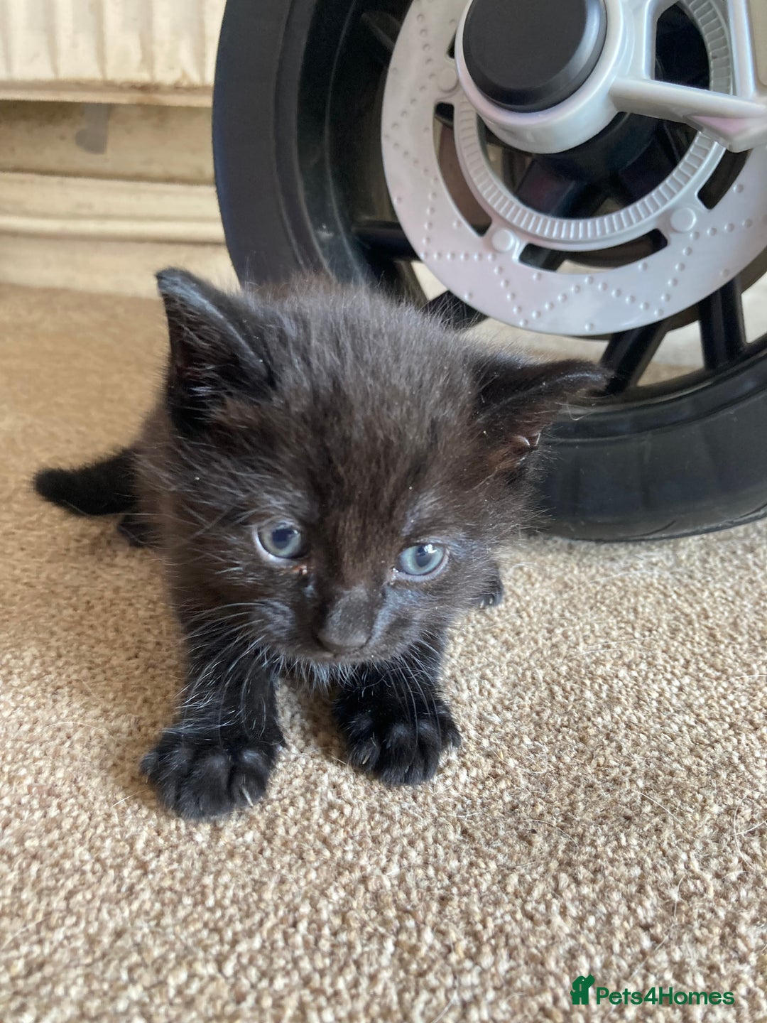 Maine Coon cats for sale: Maine coon x  - Image 8