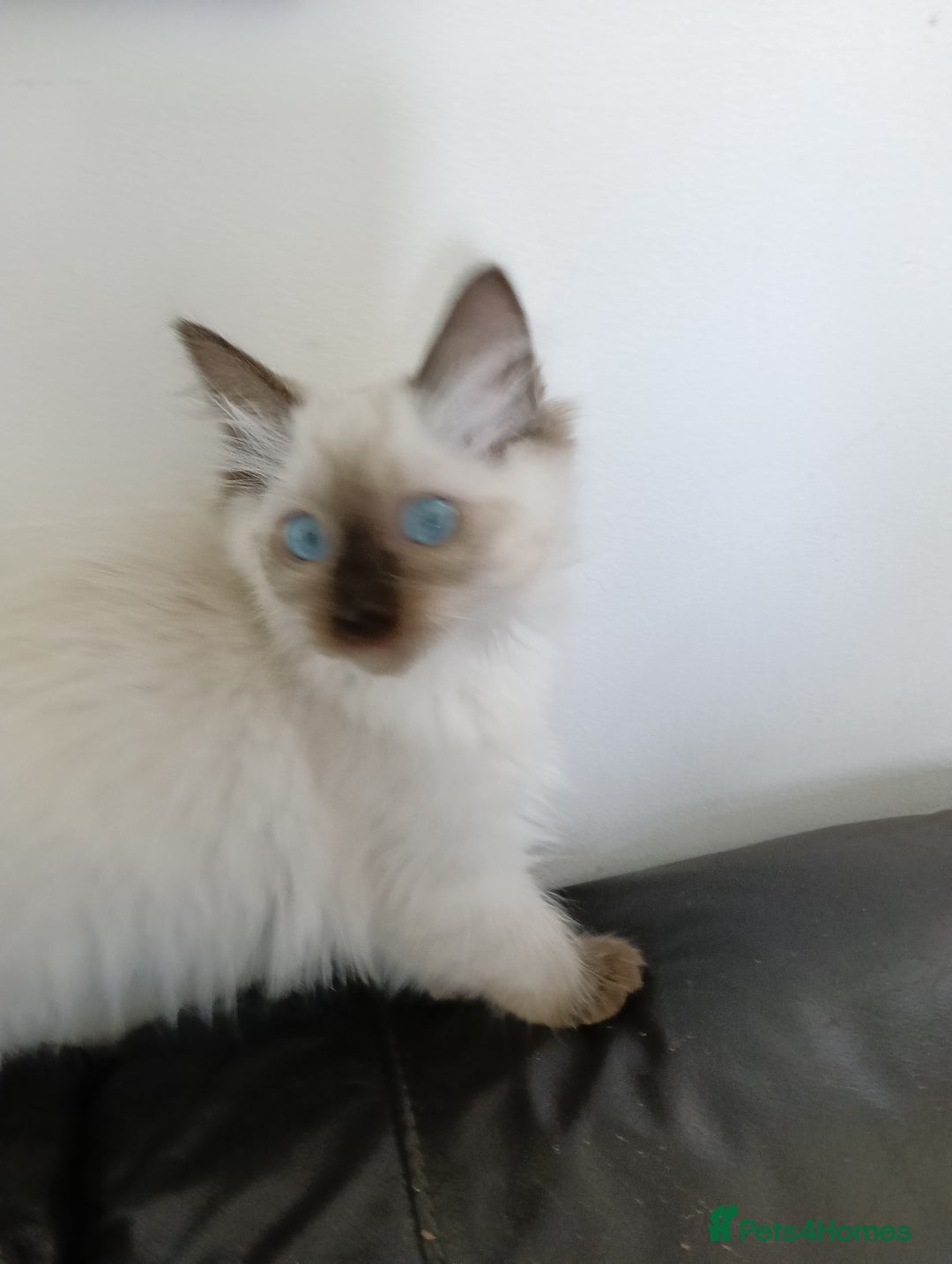 Ragdoll cats for sale: GCCF registered seal and chocolate ragdoll kittens - Image 28
