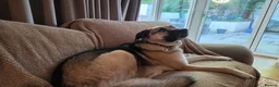 Mixed Breed dogs for adoption: Mushroom needs a new home! - Advert 3