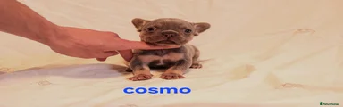 Cosmo