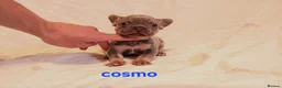French Bulldog dogs for sale: Gorgeous French Bulldog puppies. in Filey - Advert 8