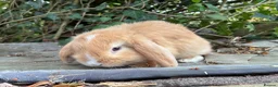 Lionhead rabbits for sale: 1 fluffy lionhead babies and 3 minilop babies  - Advert 3