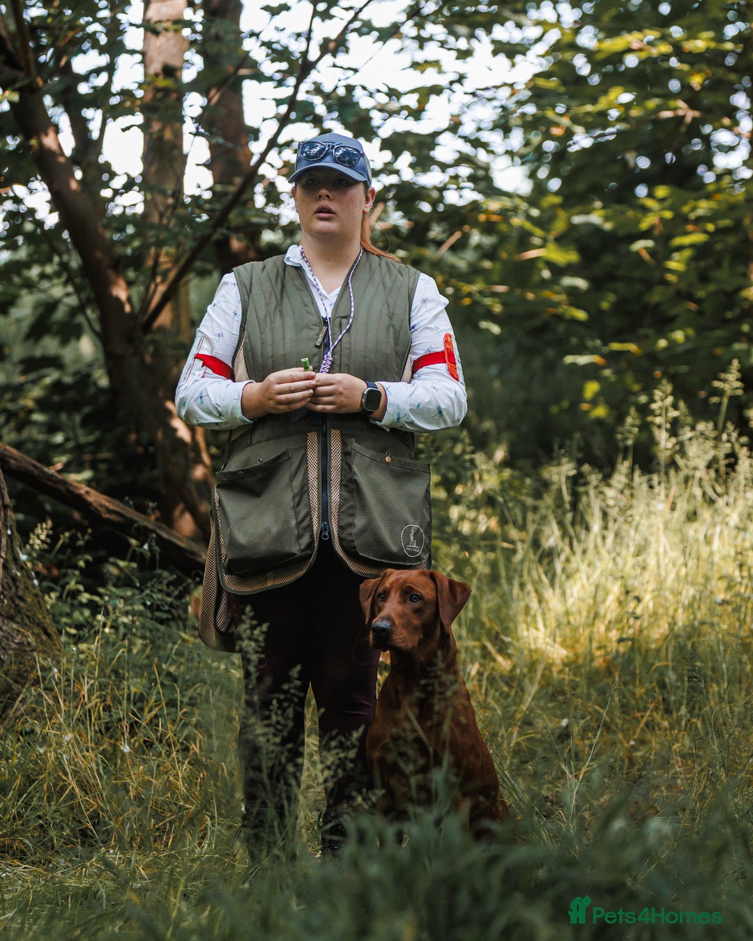 Labrador Retriever dogs for stud: Fully health tested DNA Clear  - Image 5