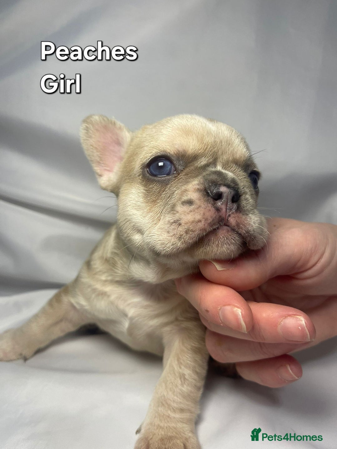 French Bulldog dogs for sale: Gorgeous litter of French Bulldog Pups  - Advert 8