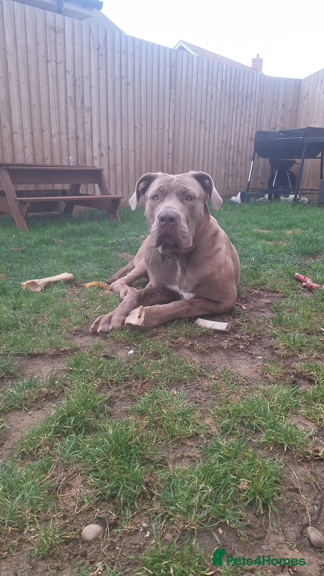 Cane Corso dogs for sale: Cane Corso - Advert 4