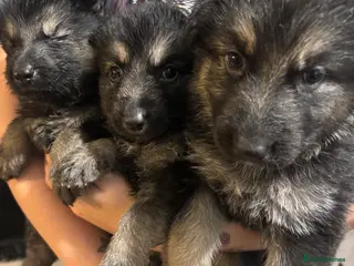 German Shepherd dogs German shepherd puppies - Advert 4