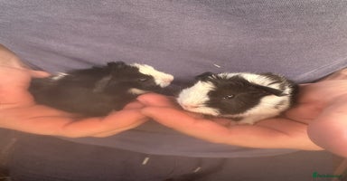Guinea Pig rodents - Advert 6