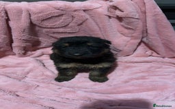 German Shepherd dogs for sale: Three beautiful kc german shepherd pups - Image 4