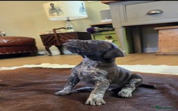 German Shorthaired Pointer dogs for sale: German shorthaired pointer Puppies  - Image 13