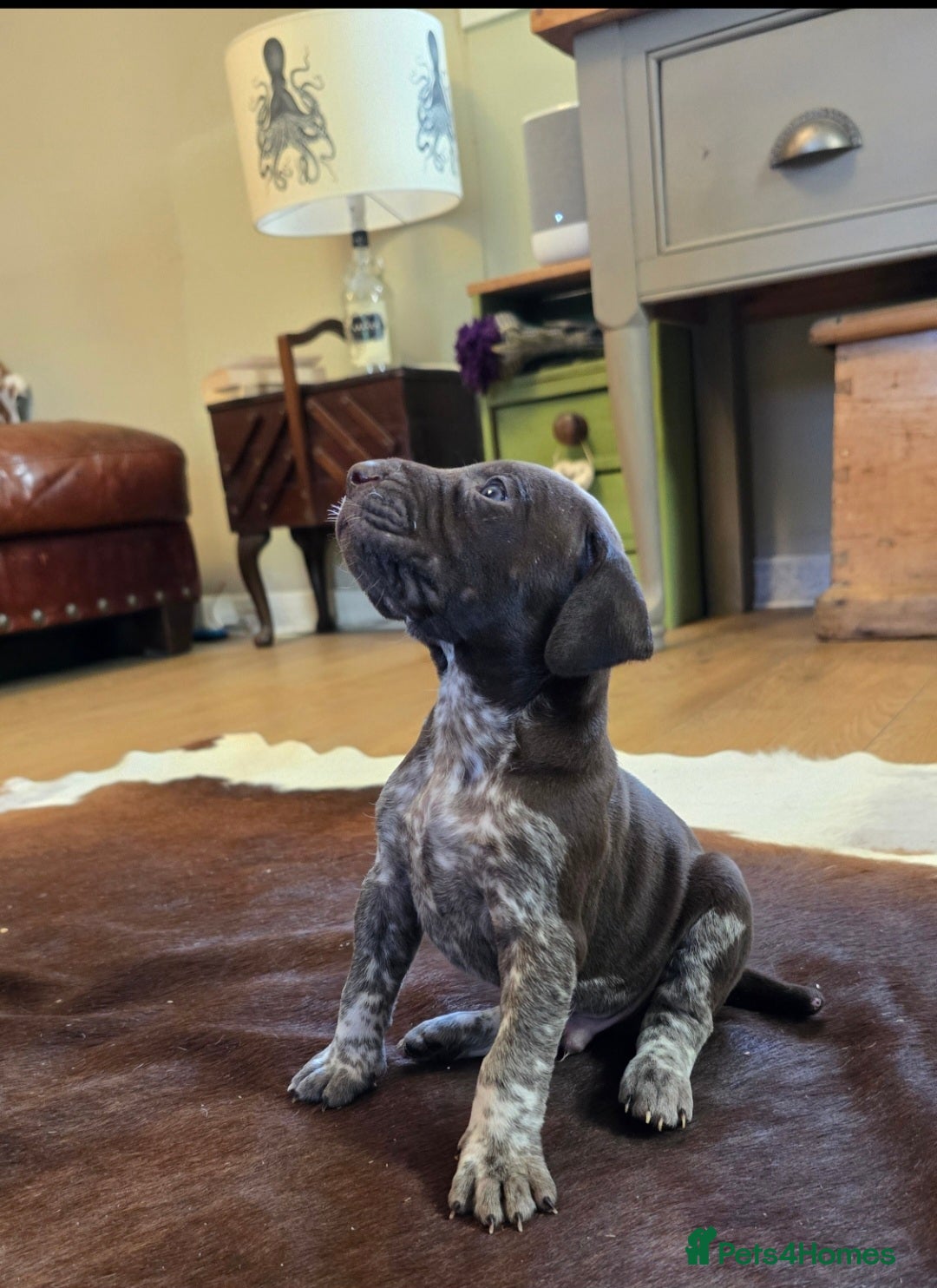 German Shorthaired Pointer dogs for sale: German shorthaired pointer Puppies  - Image 13
