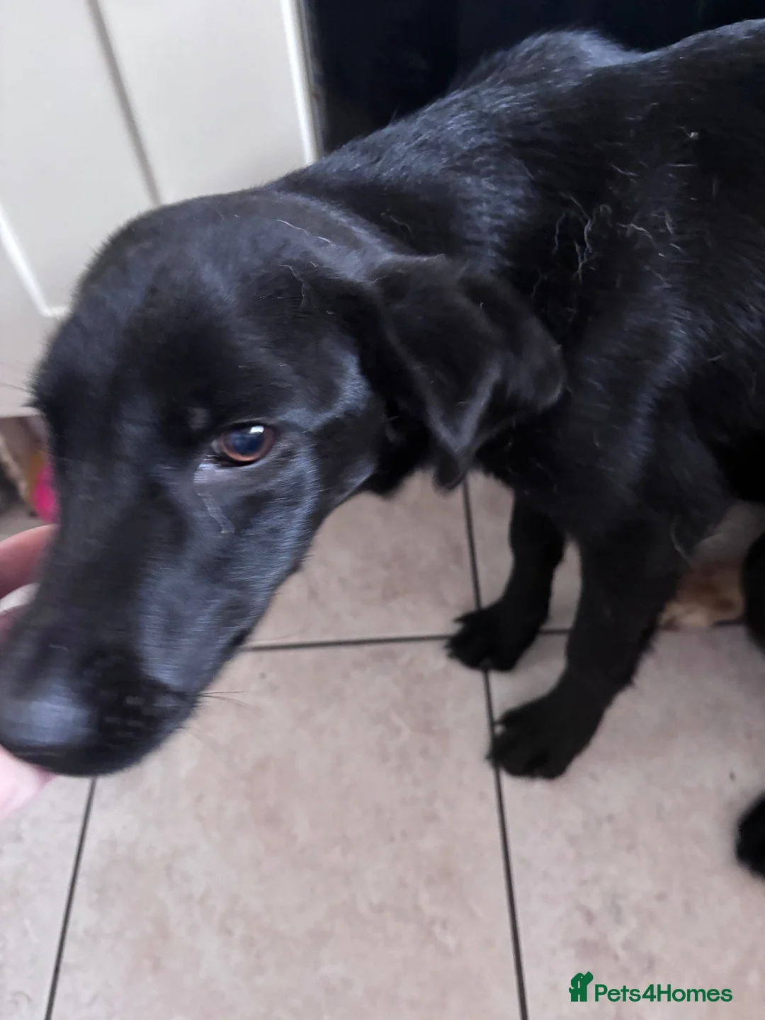 Labrador Retriever dogs for sale: 6 month old Male Labrador - Advert 2