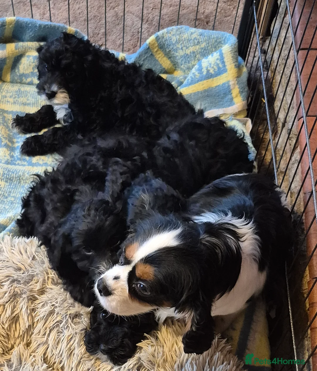 Cavapoo dogs for sale: Adorable Cavapoo puppies  - Advert 4
