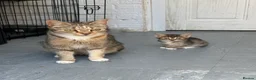 Mixed Breed cats for sale: Cats for sale  in Birmingham - Advert 2