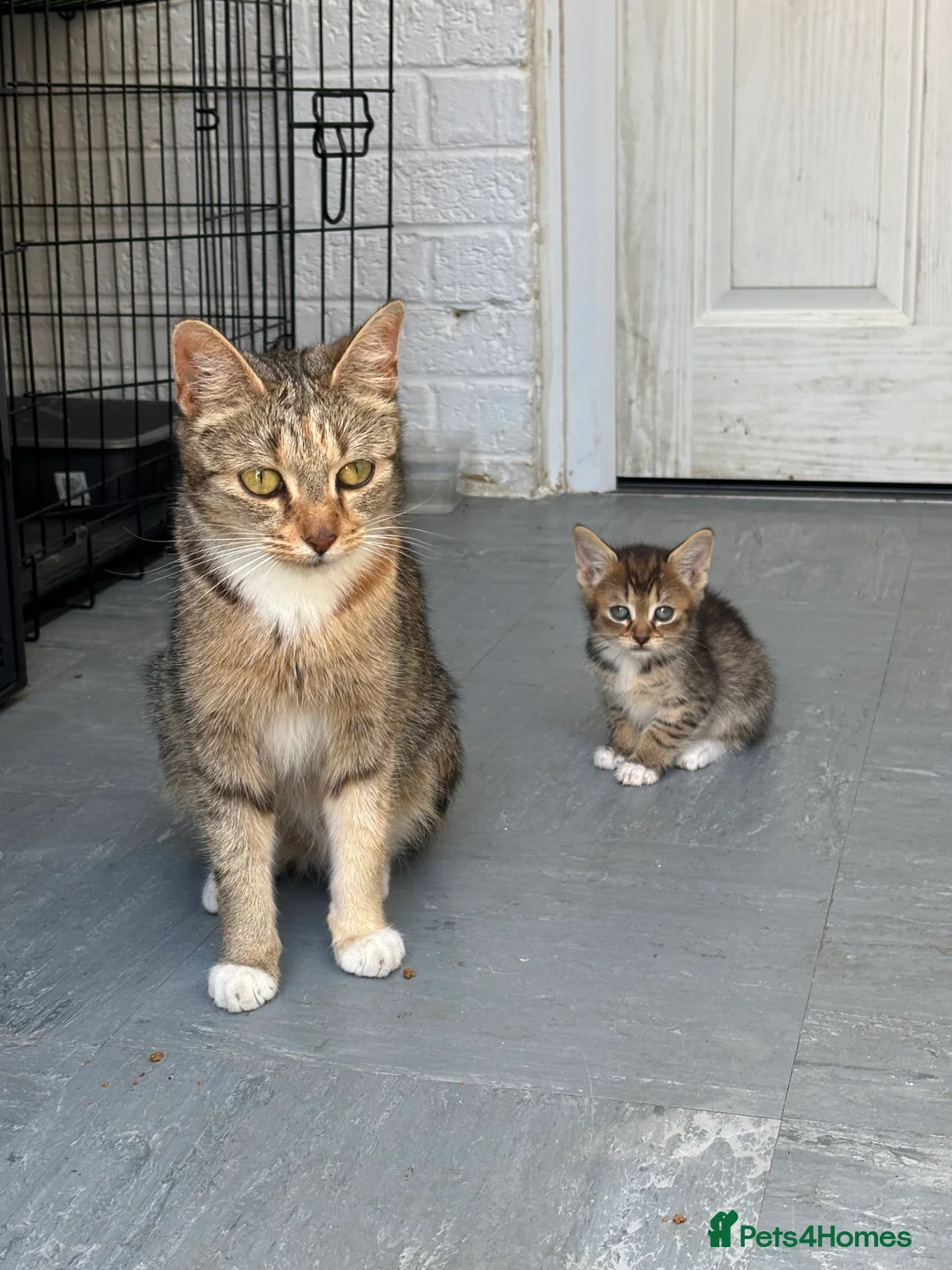 Mixed Breed cats for sale: Cats for sale  in Birmingham - Advert 2