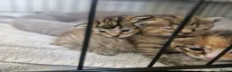 Mixed Breed cats for sale: 3 kittens - Advert 7