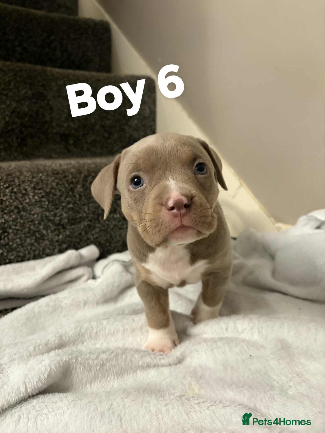 American Bully dogs Pocket bully - Advert 14