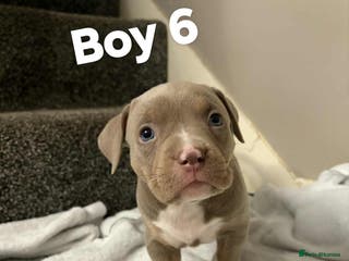 American Bully dogs Pocket bully - Advert 14