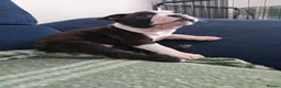 Boston Terrier dogs for sale: Handsome Boston Terrier looking for forever home   in Bury Saint Edmunds - Advert 23