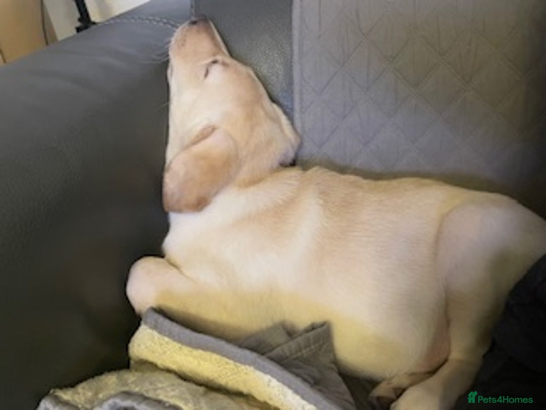 Labrador Retriever dogs for sale: Gorgeous Labrador puppy - Image 7