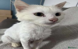 Mixed Breed cats for adoption: 🍀Monty🍀 for adoption, fostered in FLEET - Image 5