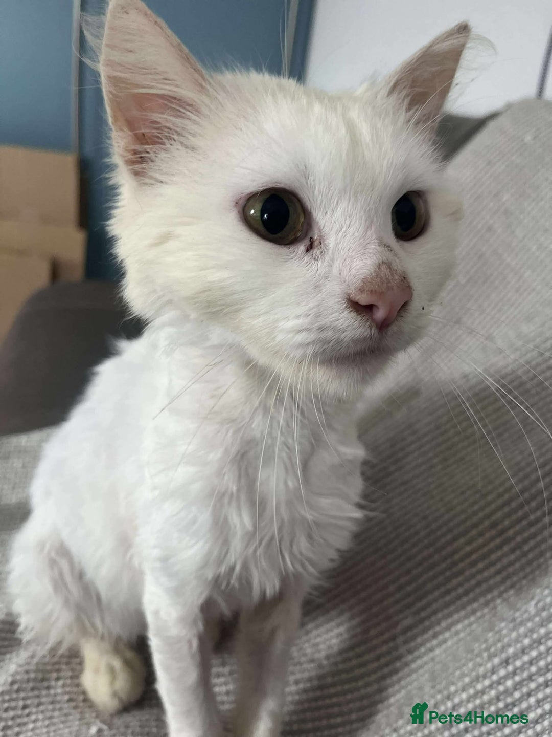 Mixed Breed cats for adoption: 🍀Monty🍀 for adoption, fostered in FLEET - Image 5