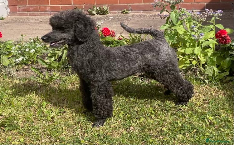 Miniature Poodle dogs - Advert 13