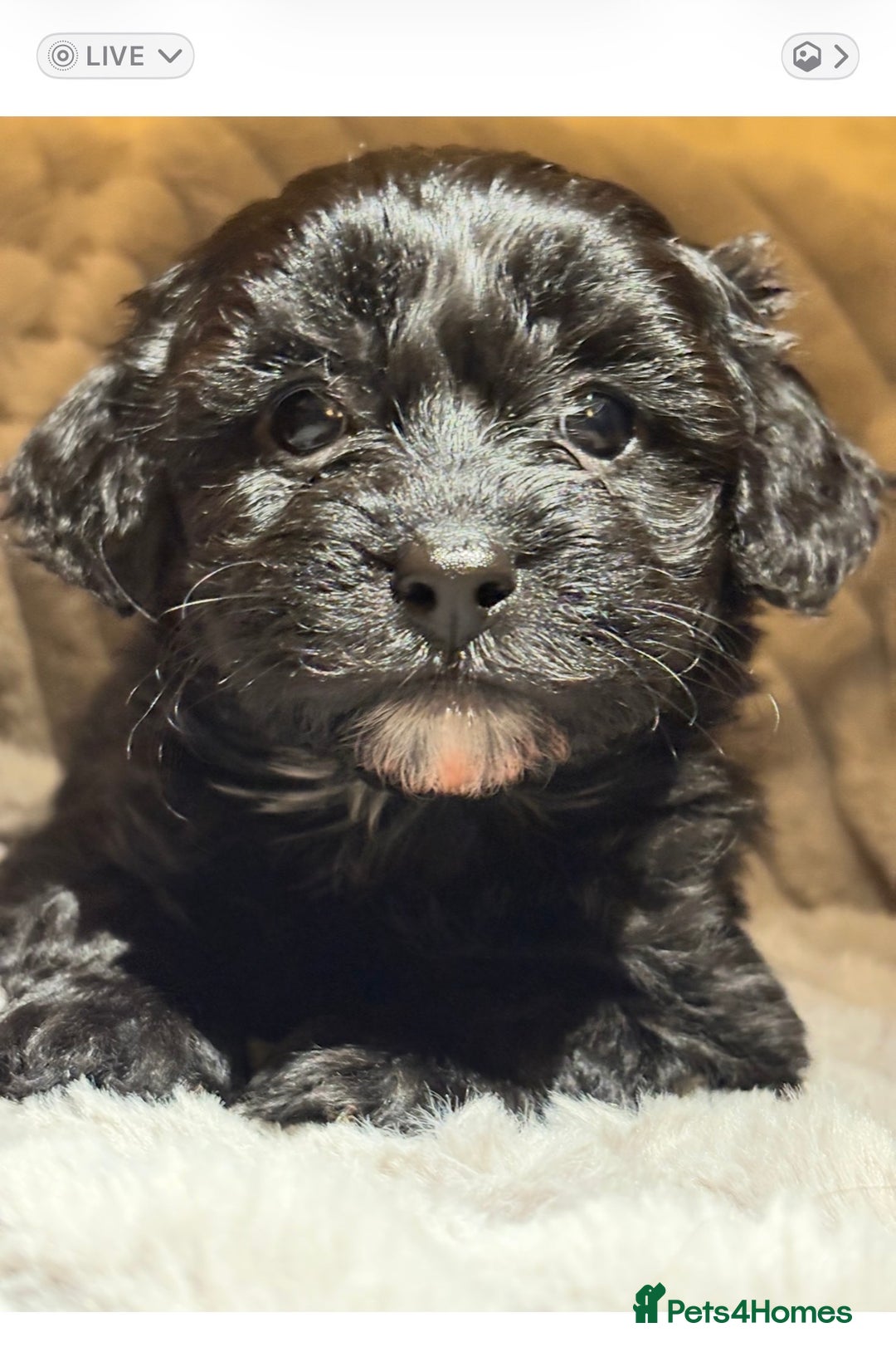 Shihpoo dogs for sale: Shihpoos for sale   - Advert 7