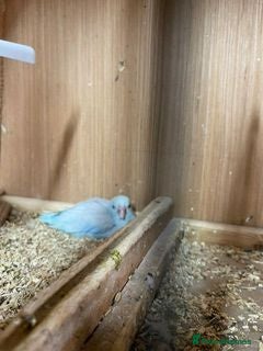 Budgerigars birds  canarys parrotlets - Advert 15