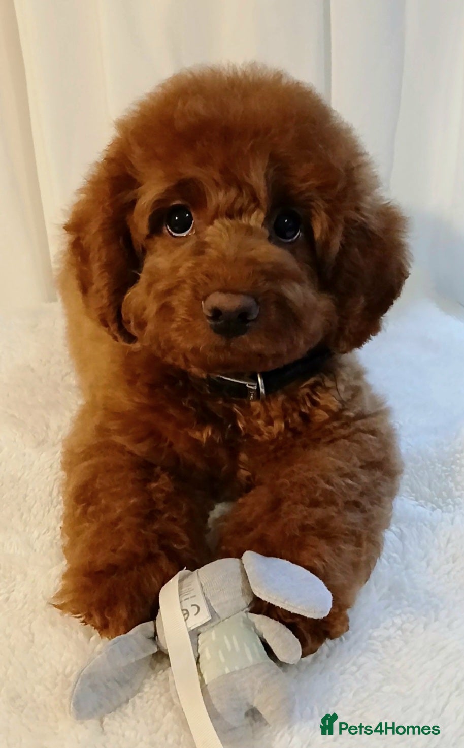 Cavapoo dogs Exquisite Red Cavapoo Boy Puppy  - Advert 1