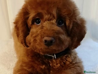 Cavapoo dogs Exquisite Red Cavapoo Boy Puppy - Advert 1