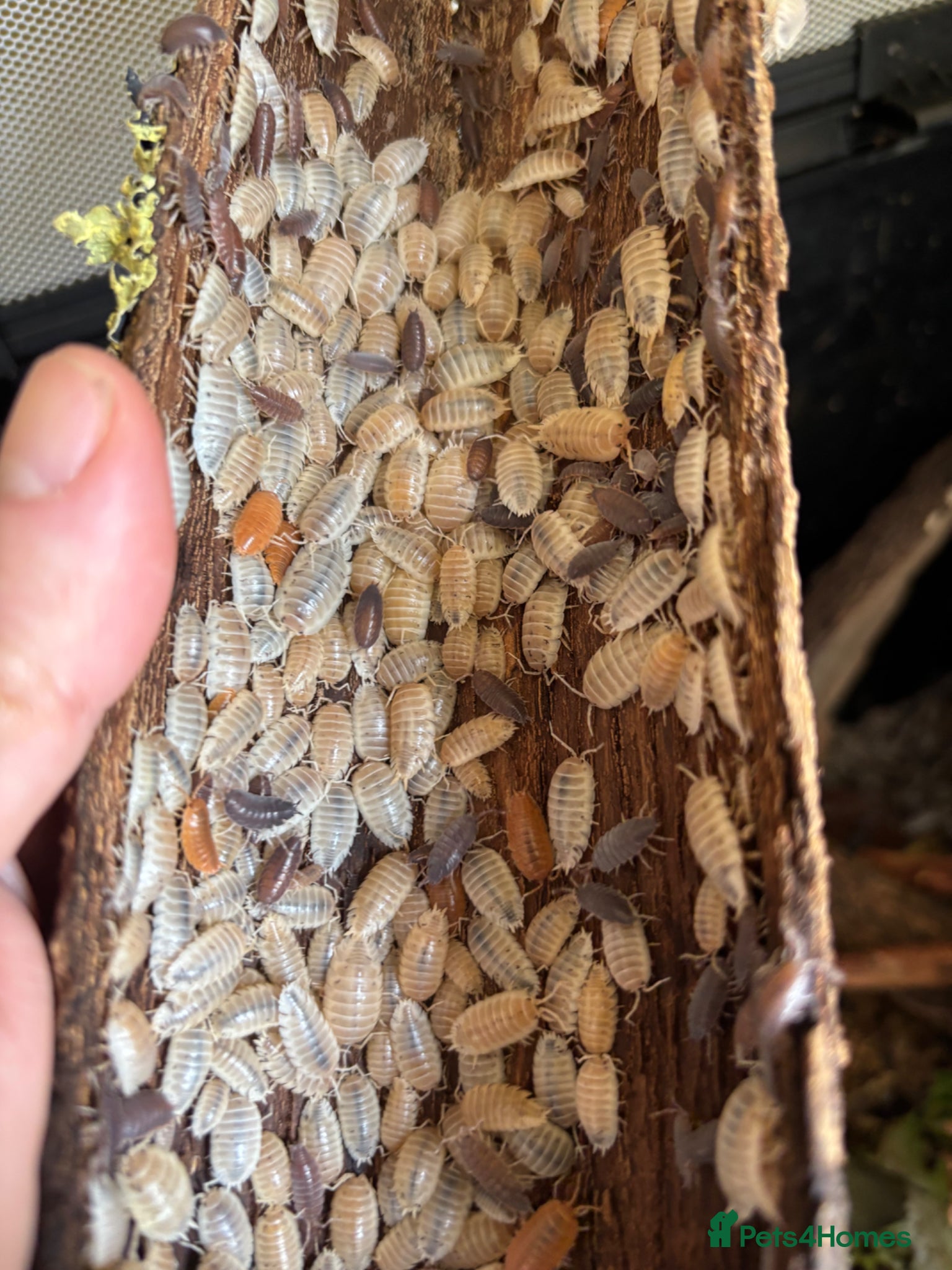 Isopods invertebrates Tropical Woodlice Mixed Bundles - Advert 21
