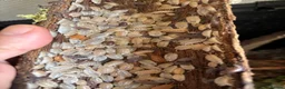 Isopods invertebrates for sale: Tropical Woodlice Mixed Bundles - Advert 1